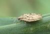 Tingis sp.